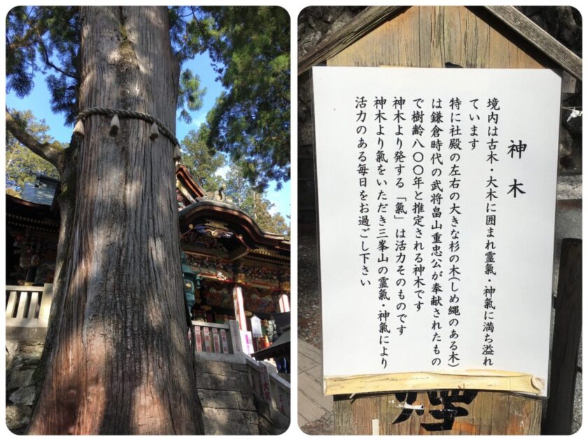 三峯神社拝殿前のご神木