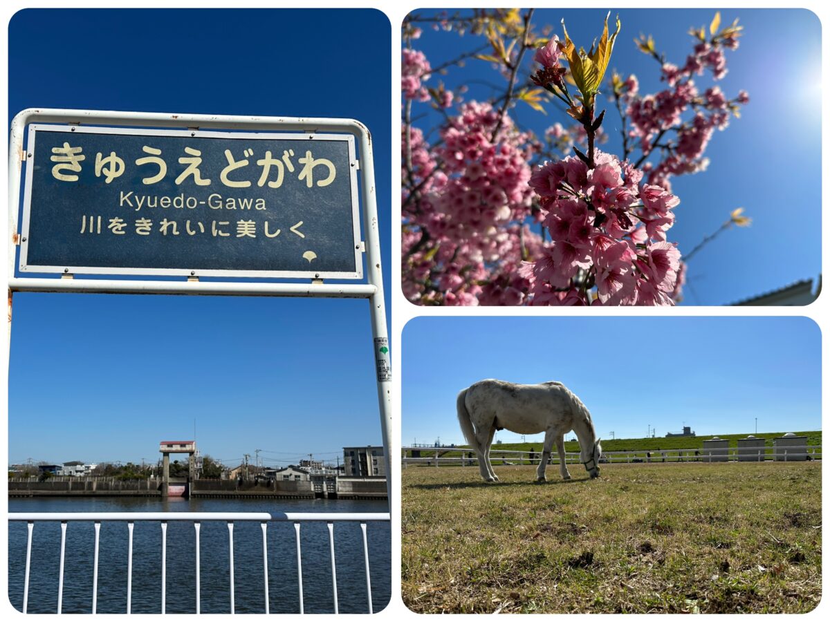 KAWAカード旧江戸川【篠崎ポニーランド＆桜サイクリング】
