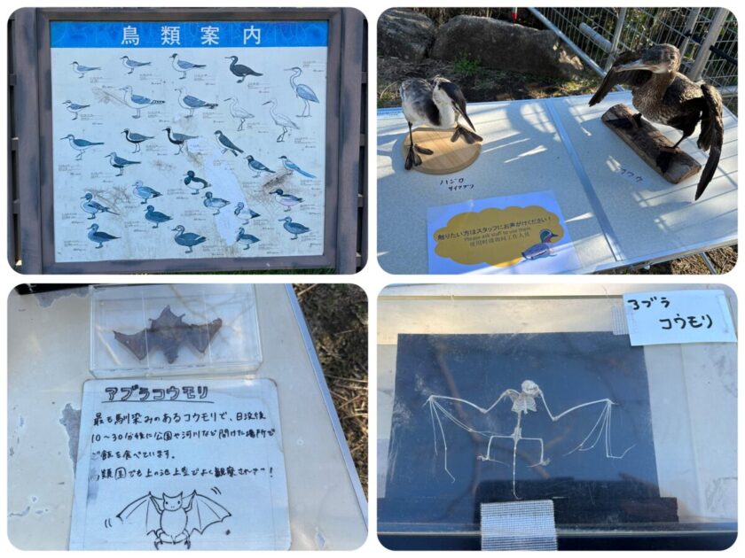 葛西臨海公園の鳥類案内