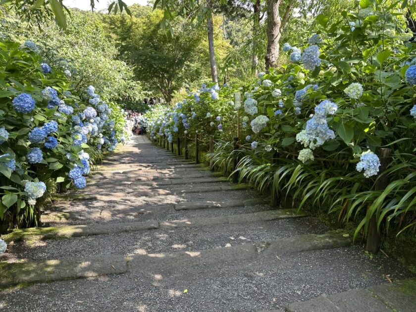 鎌倉石の参道のアジサイ