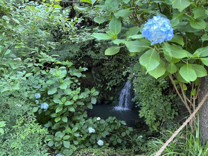 紫陽花と滝