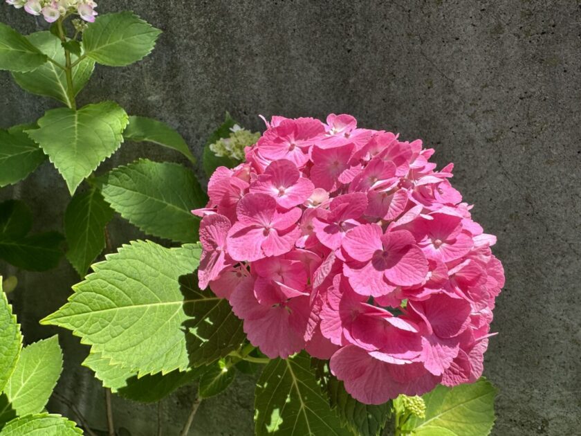 長谷御嶽神社近くの赤い紫陽花