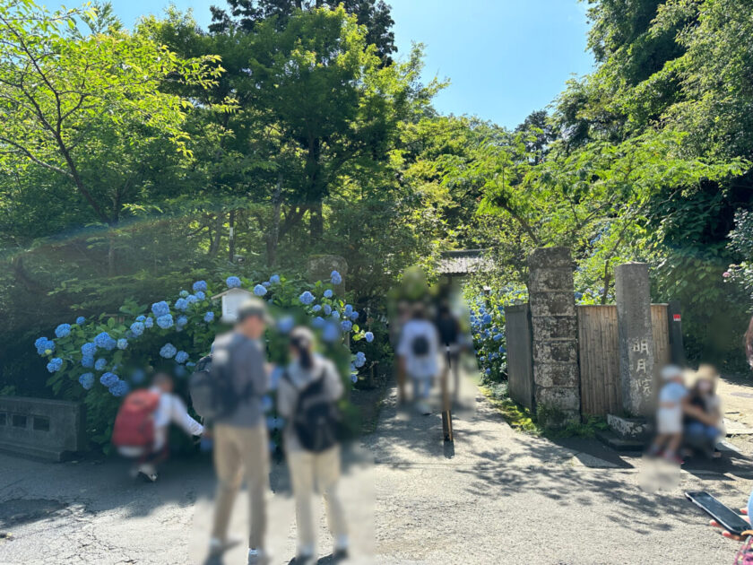 明月院（あじさい寺）