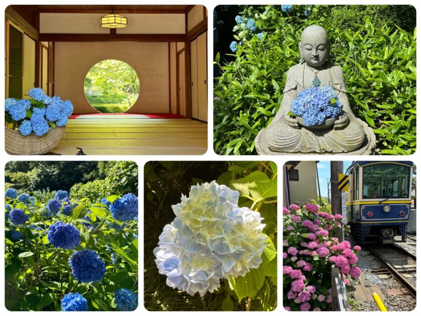 明月院（あじさい寺）＆御嶽神社@神奈川【鎌倉の紫陽花】