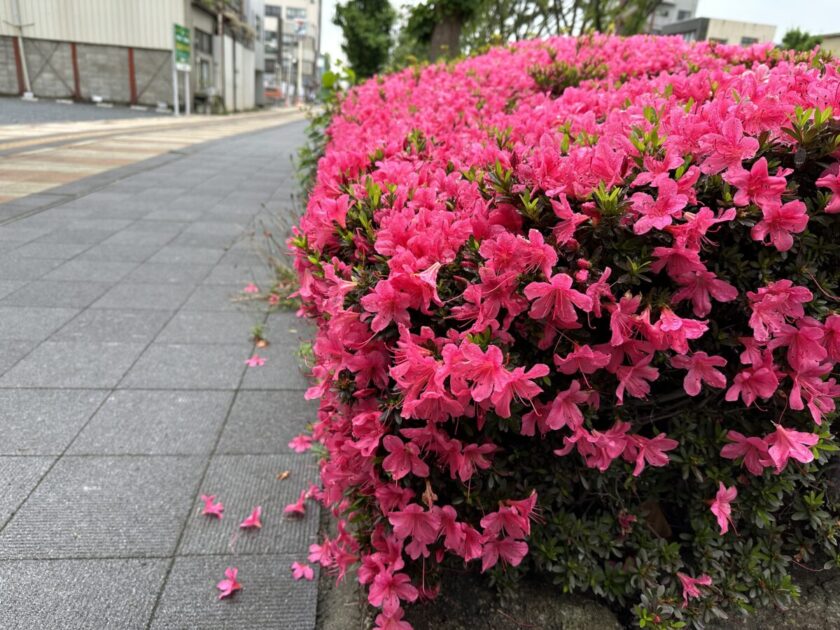 熊谷市役所通り