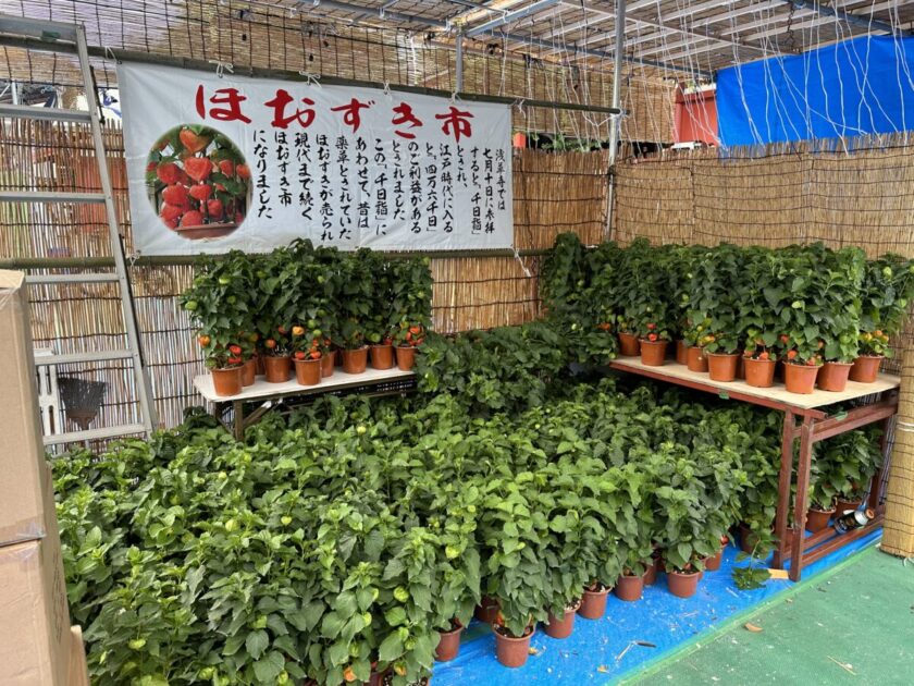 浅草夏のほおずき市