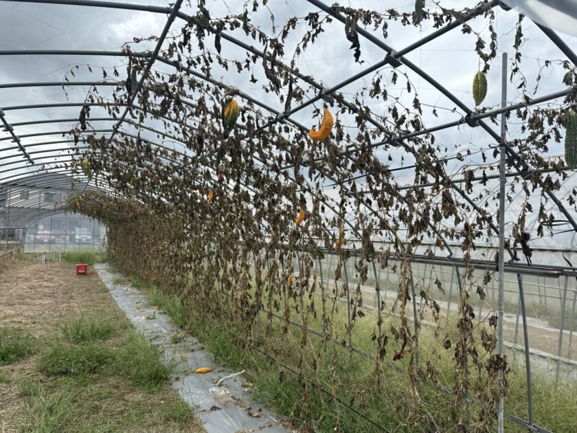 館林市生活道のゴーヤ畑