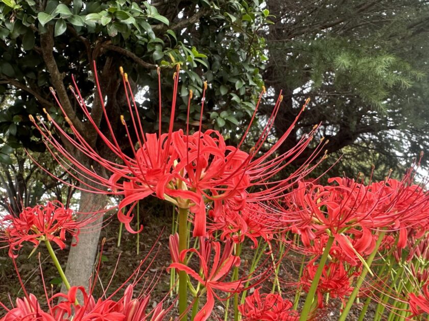 館林市つつじが岡公園の彼岸花