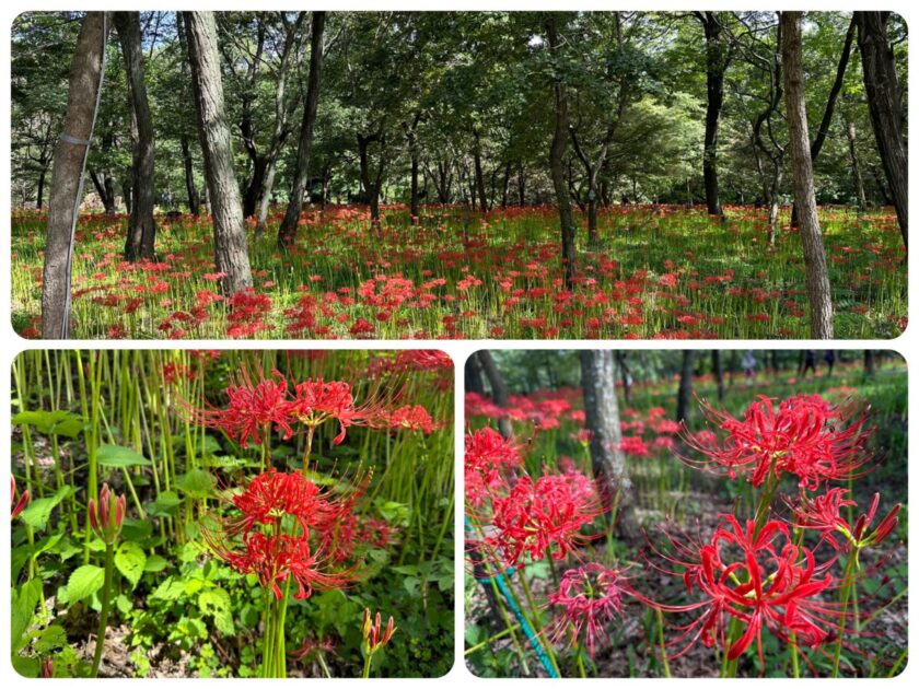 巾着田曼珠沙華まつり