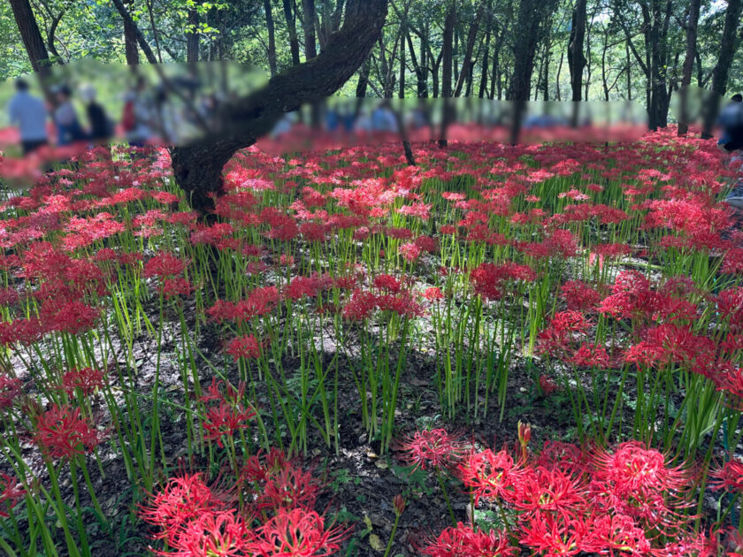 巾着田曼珠沙華まつり