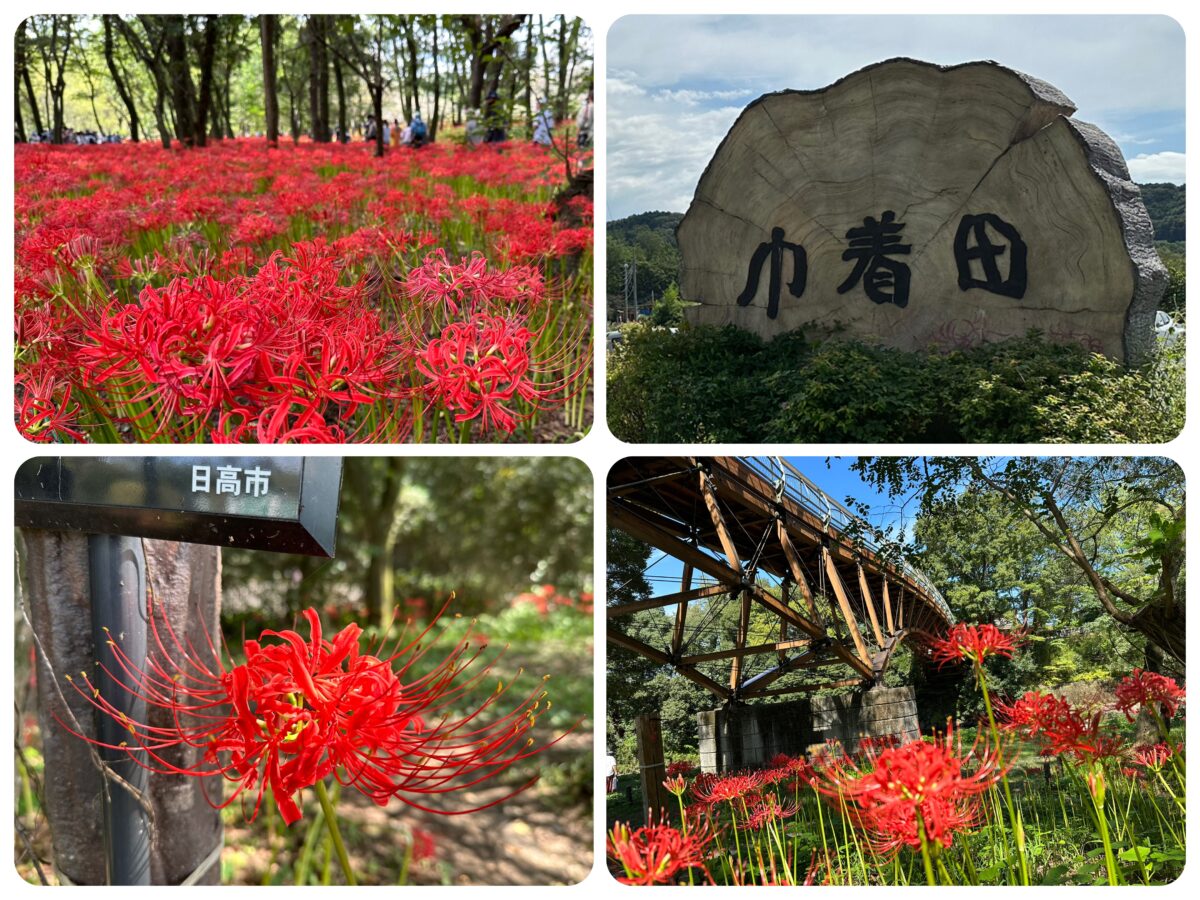 巾着田曼珠沙華まつり@埼玉県日高市【彼岸花の赤い世界】