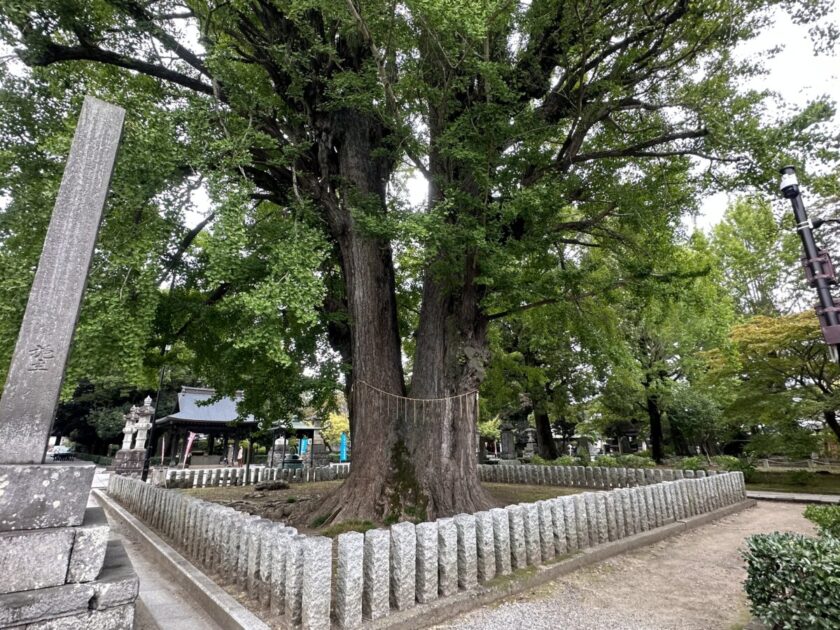 鑁阿寺 銀杏