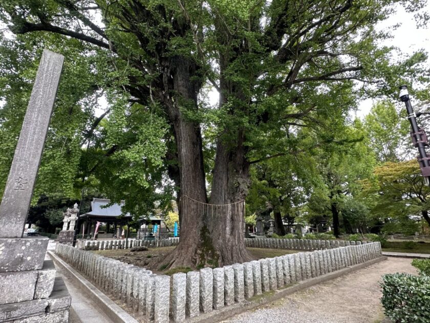 鑁阿寺　銀杏