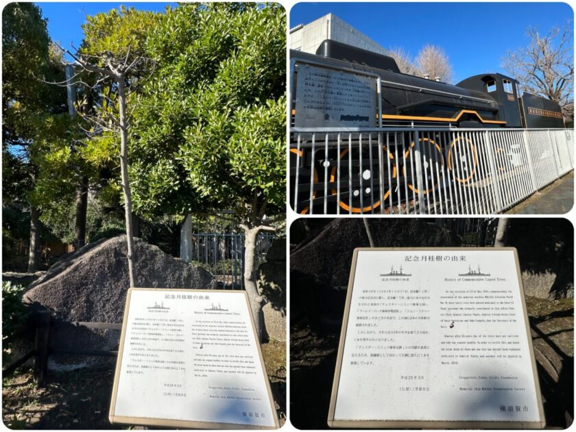 三笠公園の記念月桂樹と蒸気機関車