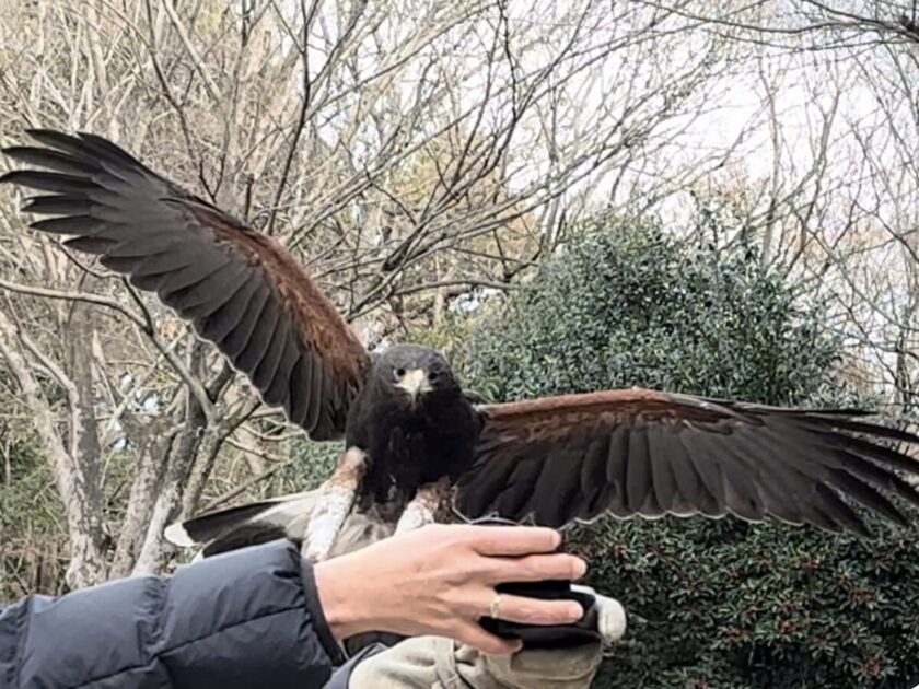 市川市動植物園　飛ぶ鷹