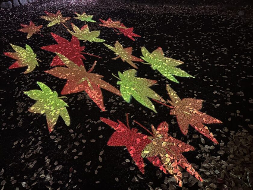 飛鳥山公園紅葉ライトアップ