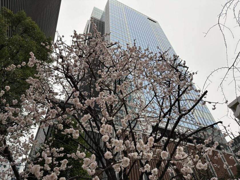 日本橋 桜