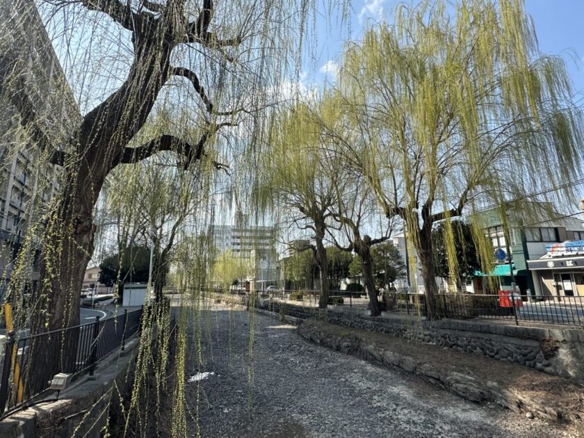 比刀根橋から見る柳