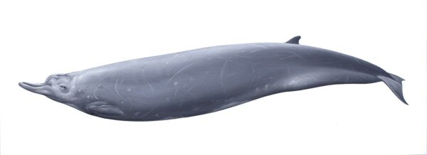 ツチクジラ属 - Wikipedia